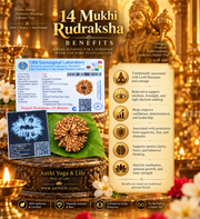 14 Face Rudraksha (Chaturdasha Mukhi)