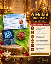 6 Face Rudraksha (Shat Mukhi)