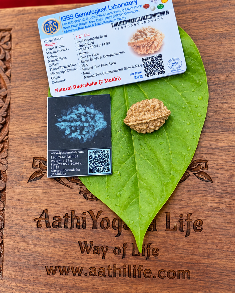 2 Face Indian Rudraksha (dve Mukhi)
