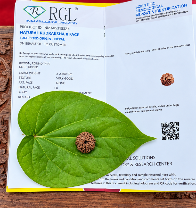 8 Face Rudraksha (ashta Mukhi)