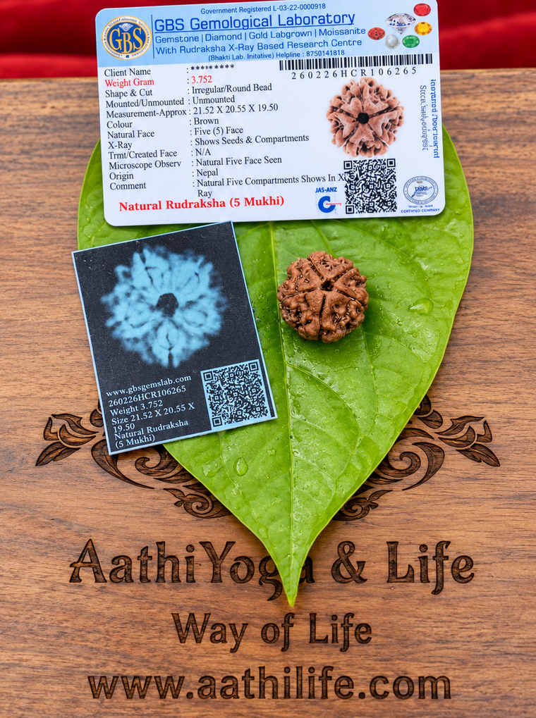 5 Face Rudraksha (pancha Mukhi)