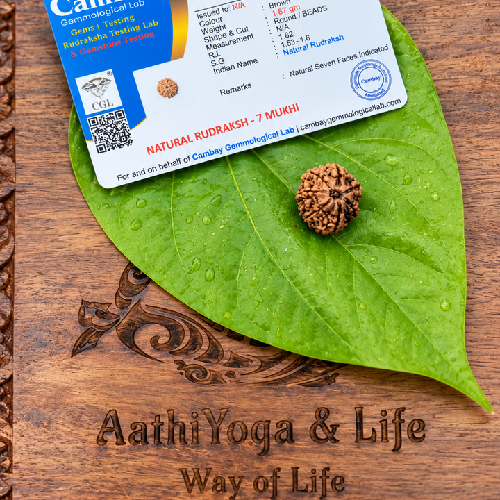 7 Face Rudraksha (sapta Mukhi)