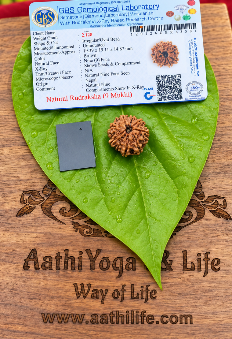 9 Face Rudraksha (Nava Mukhi)