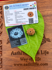 12 Face Rudraksha (Dvaadasha Mukhi)