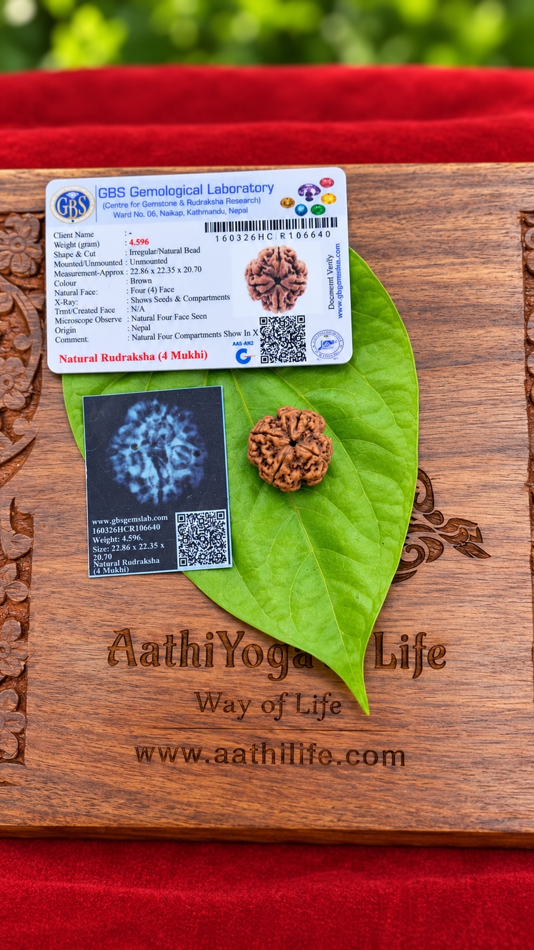 4 Face Rudraksha (chatur Mukhi)