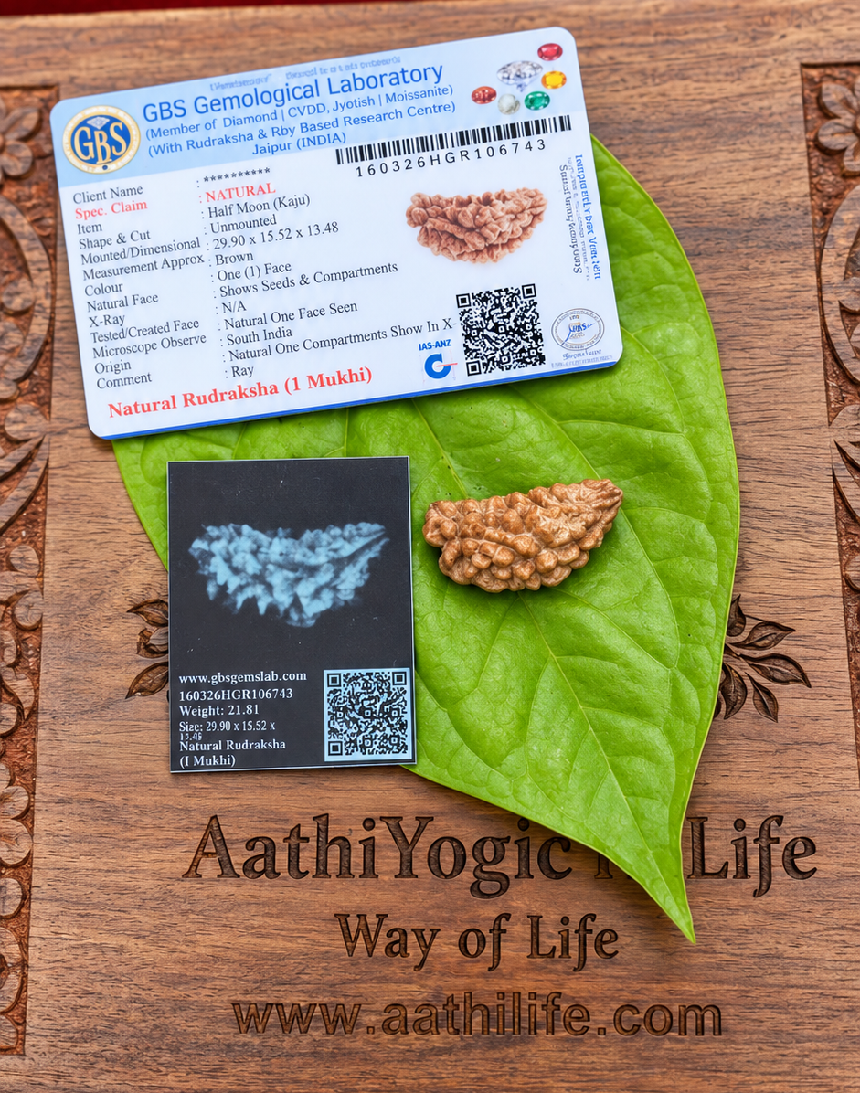 1 Face Rudraksha indian (Ekamukhi)