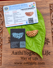 1 Face Rudraksha indian (Ekamukhi)