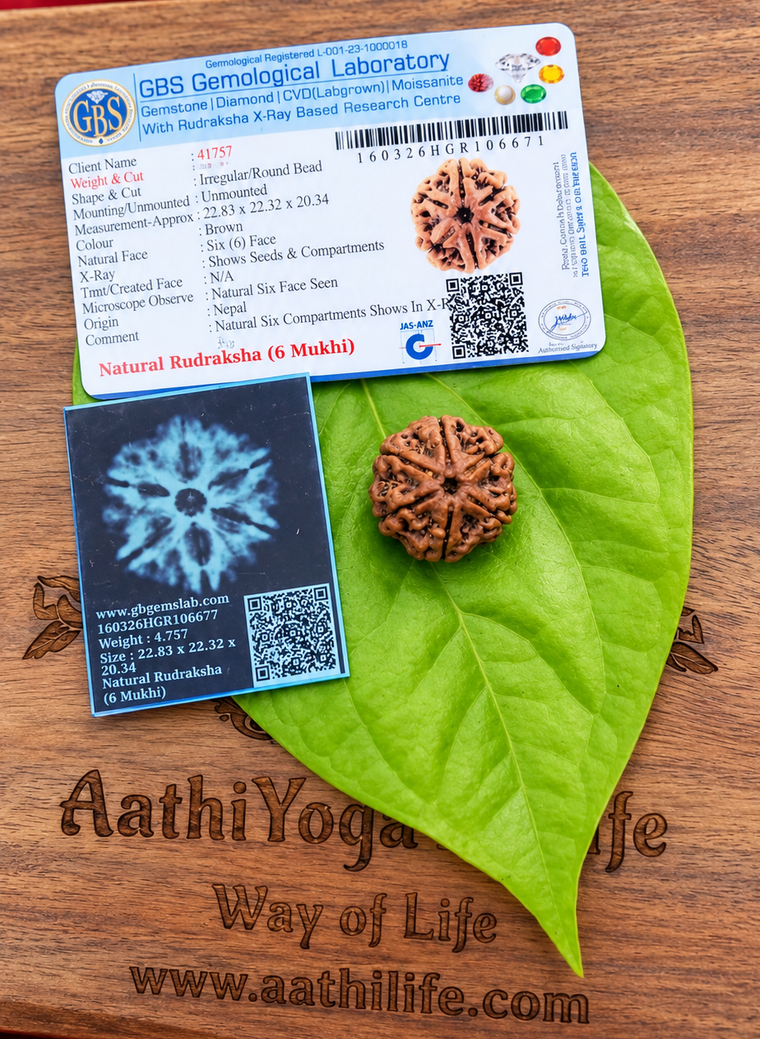 6 Face Rudraksha (Shat Mukhi)