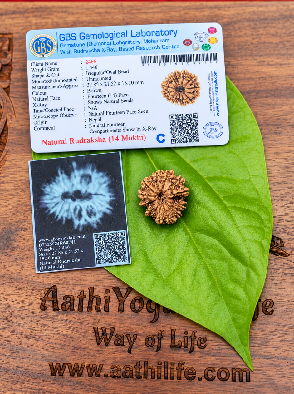 14 Face Rudraksha (Chaturdasha Mukhi)