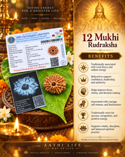 12 Face Rudraksha (Dvaadasha Mukhi)