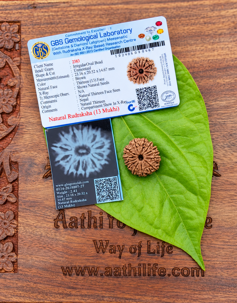 13 Face Rudraksha (Trayodasha Mukhi)