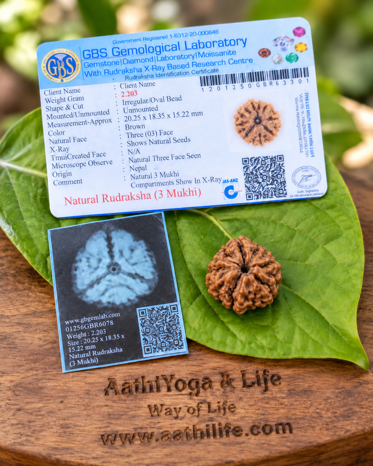 3 Face Rudraksha (tre Mukhi)