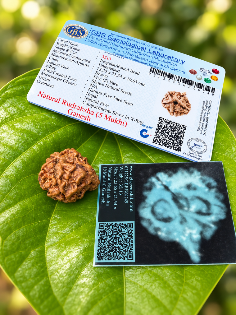 5 Face Rudraksha (5 muki)Ganesh
