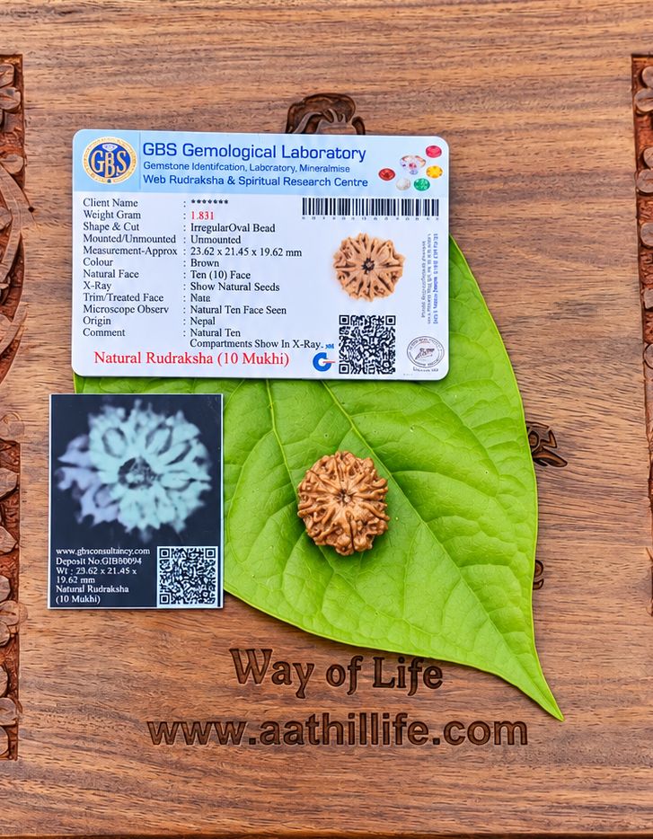 10 Face Rudraksha (dasha Mukhi)