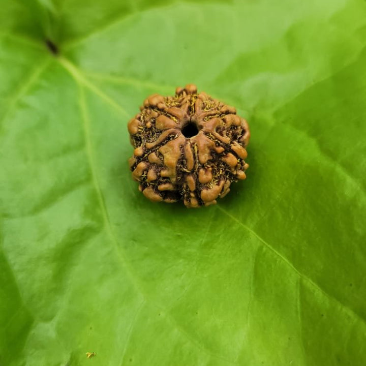 6 Face Rudraksha (Shat Mukhi)