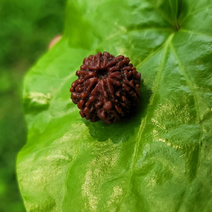 7 Face Rudraksha (sapta Mukhi)