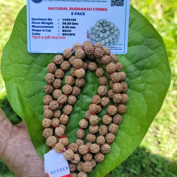 Rudraksha Mala 8mm(5face)- 108 beads