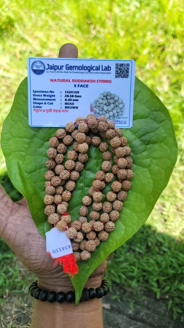 Rudraksha Mala 8mm - 108 beads