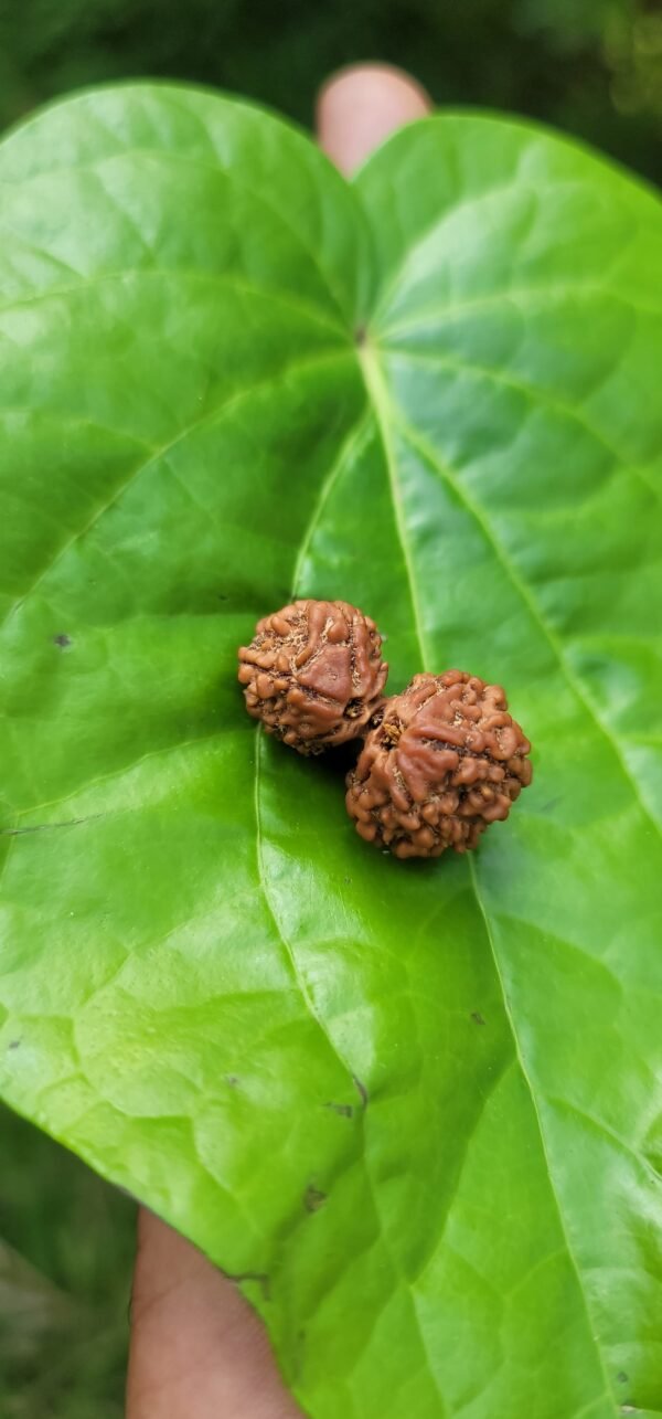 Gowri Shankar Rudraksha