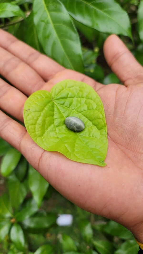 Quarts Cats Eye (ketu)