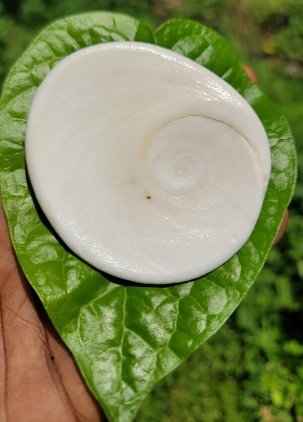 Gomathi chakra Stone