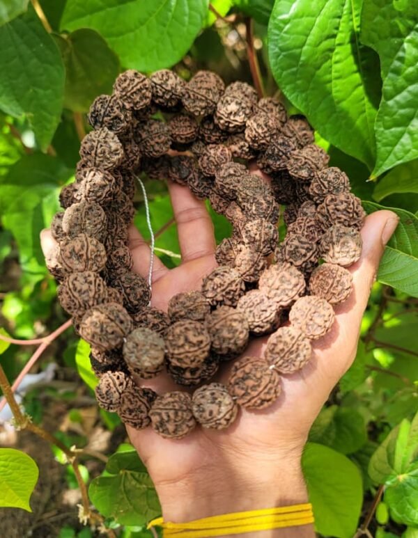 Rudraksha Mala 24mm-108 Beads