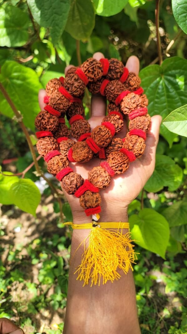 Rudraksha mala with Red Thread-20mm