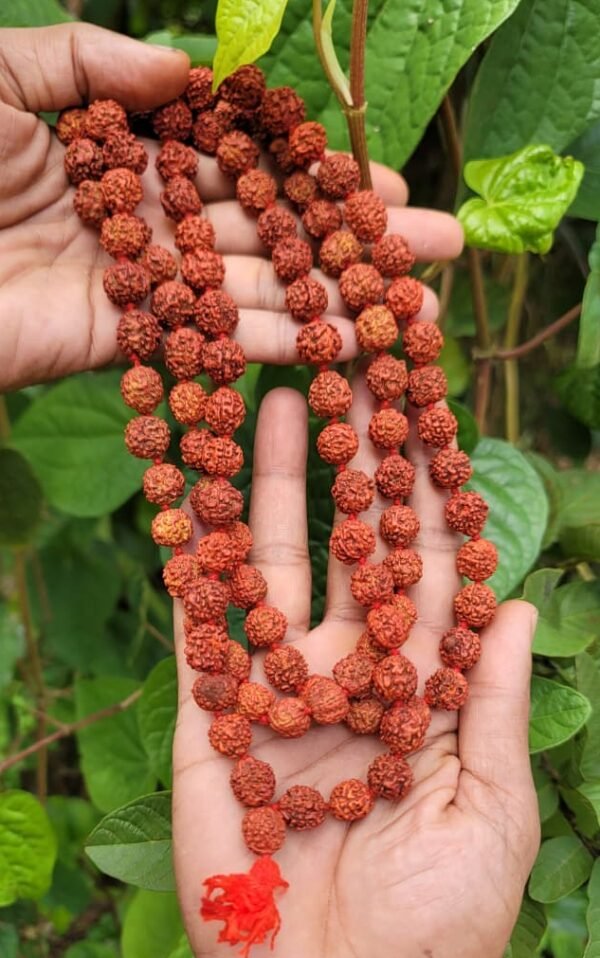 Rudraksha mala with Red Thread -10mm