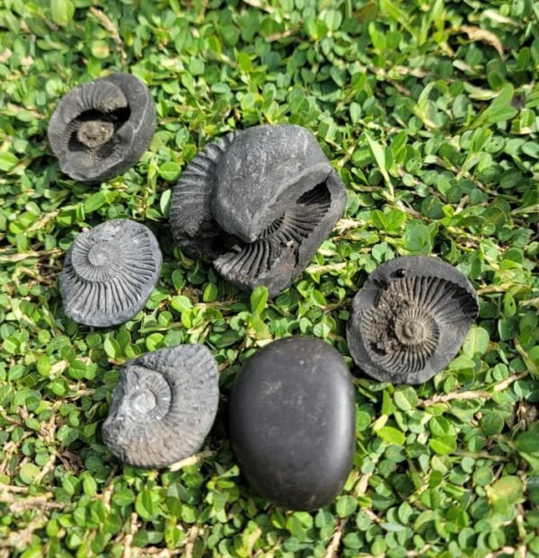 Shaligram stone (stone of lord vishnu)