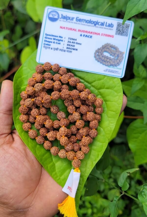 6 Face Rudraksha Mala (Shat Mukhi) 8mm