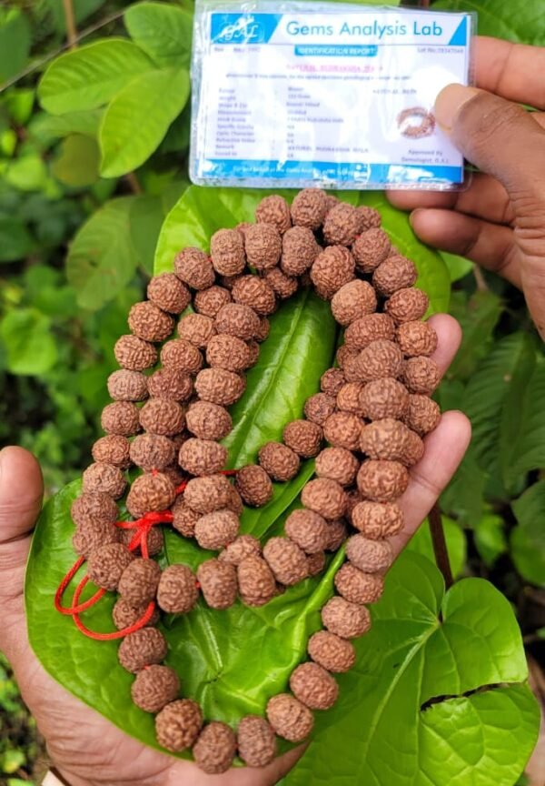 7 Face Rudraksha Mala (sapta Mukhi)10-11mm