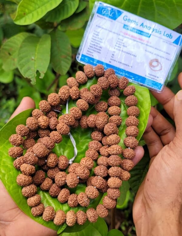8 Face Rudraksha Mala (ashta Mukhi)11-12mm