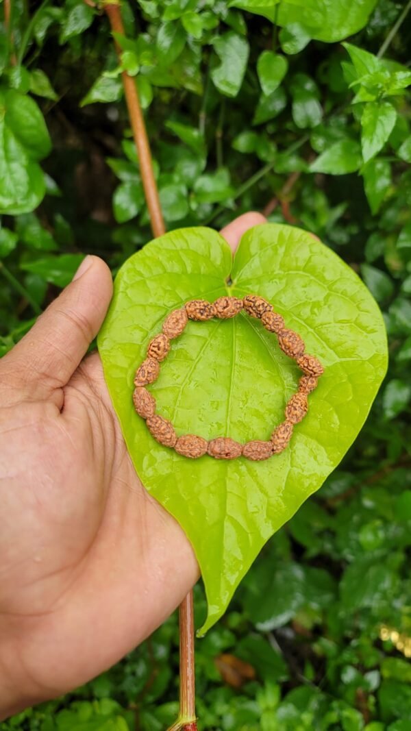 2 Face Rudraksha Bracelet