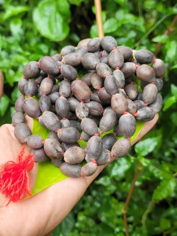 Lotus seed mala 108 beads