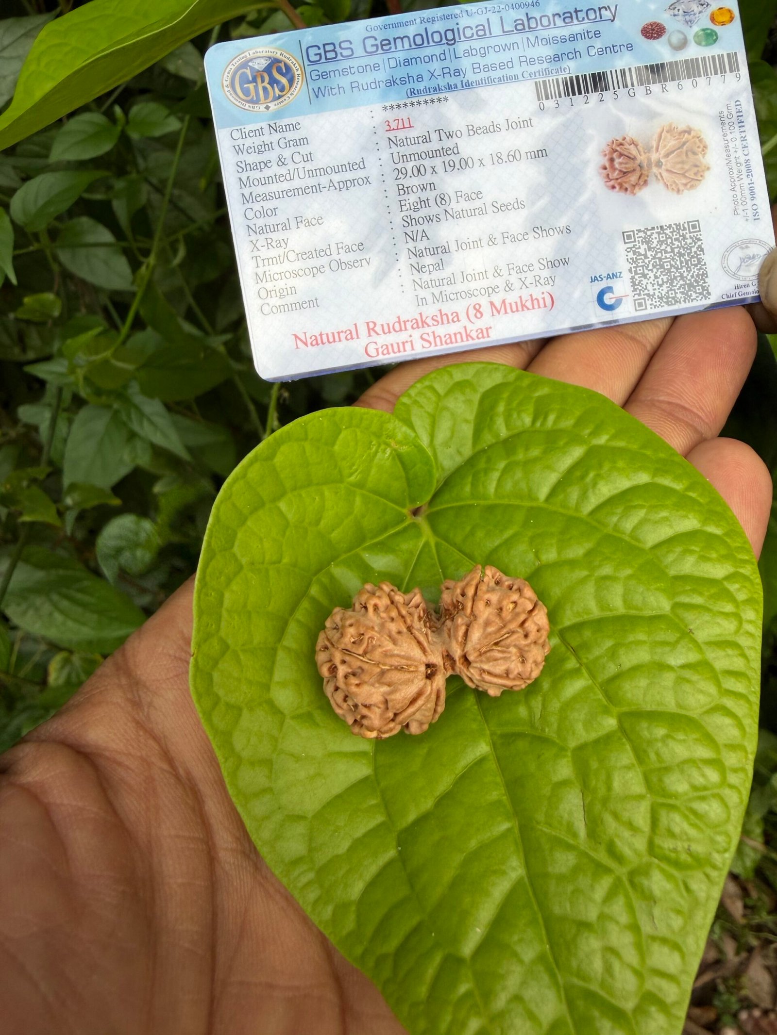 Gowri Shankar 8 face Rudraksha