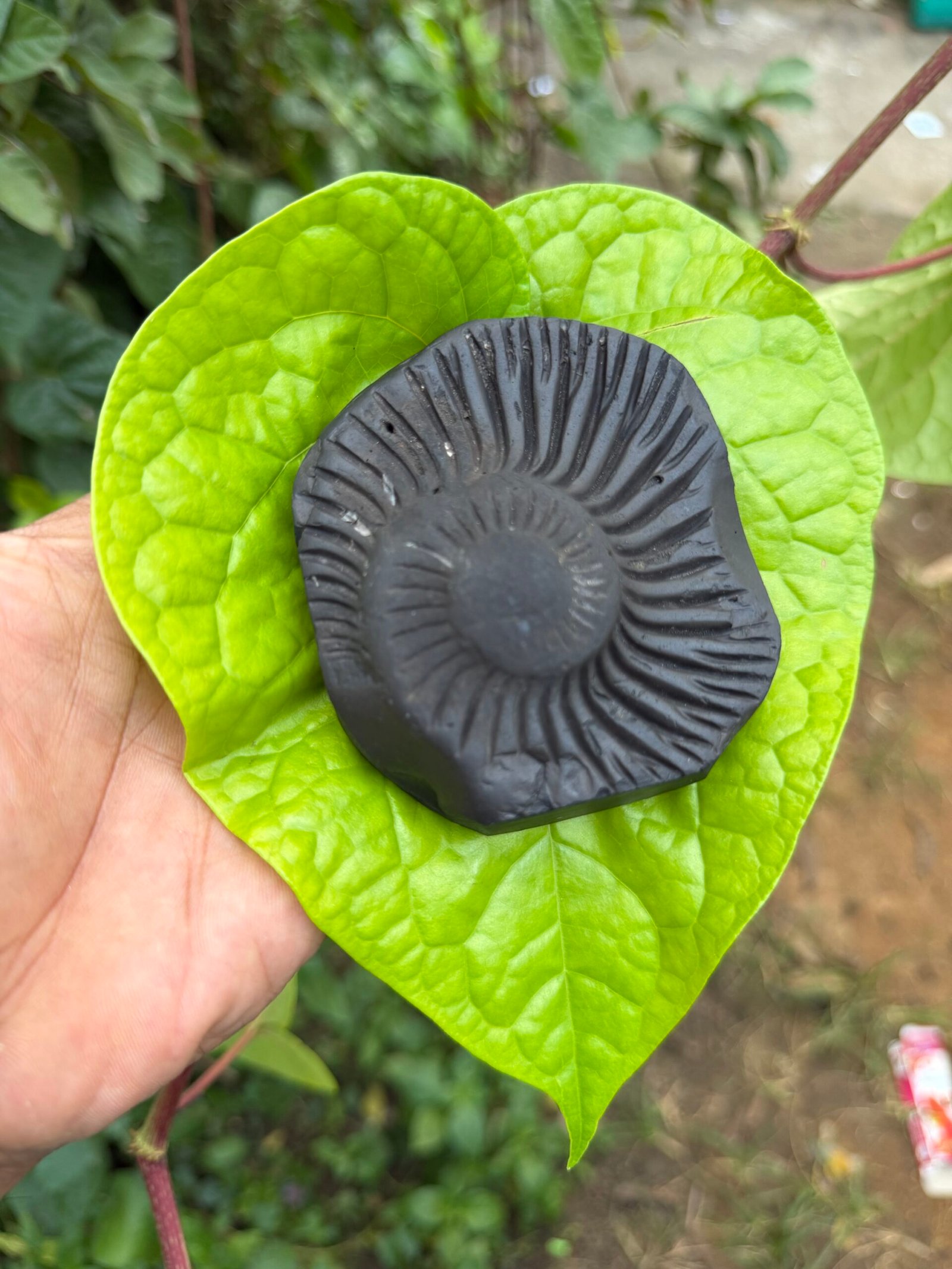 Saligram stone with Venkateshwara (Thirupathi Balaji) - Image 3