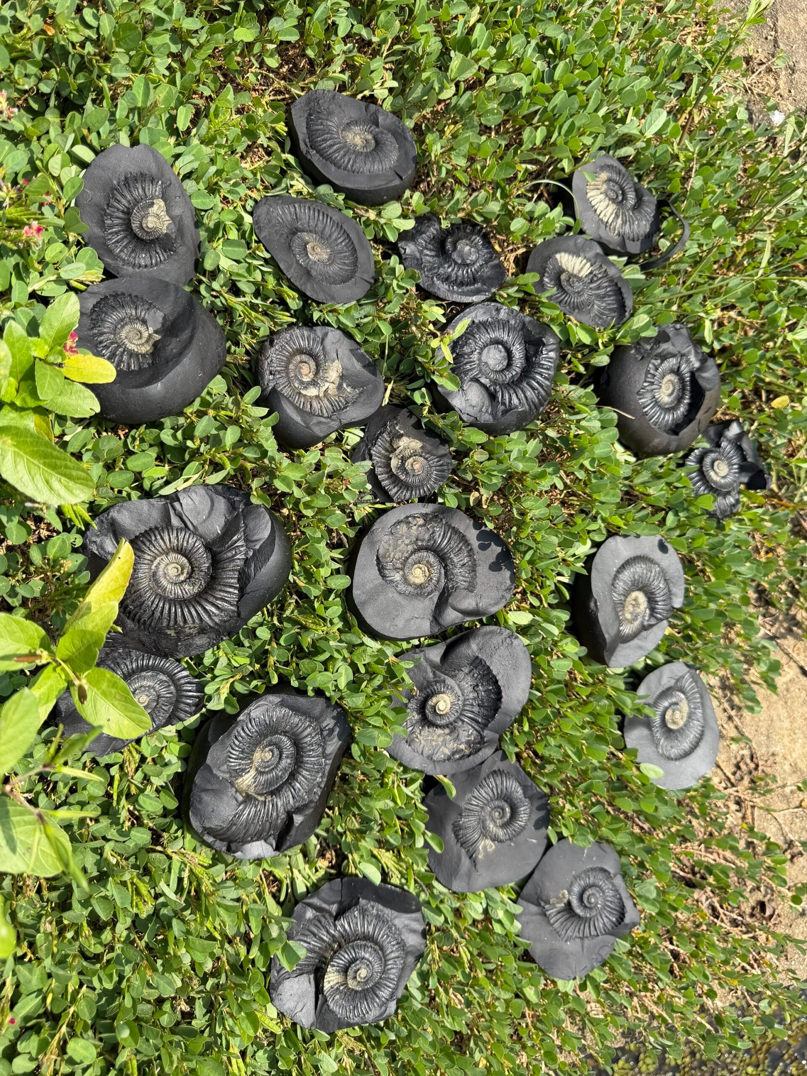 Lakshmi Saligram premium big size 3-4 inch