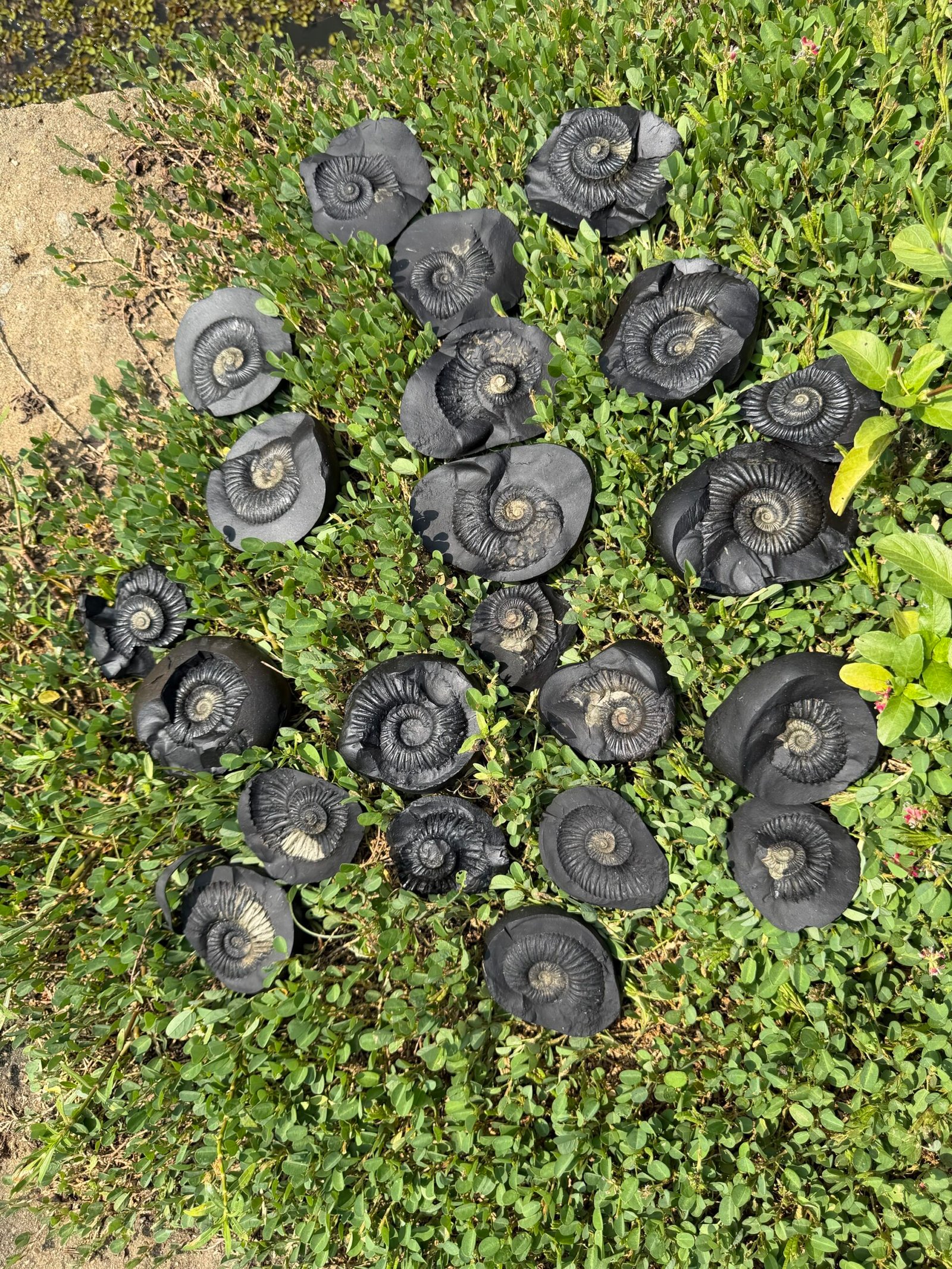 Lakshmi Saligram premium big size 3-4 inch - Image 2