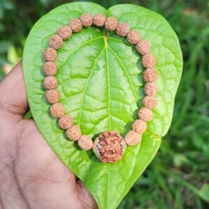 Rudraksha Bracelet 8mm with 5 face Rudraksha