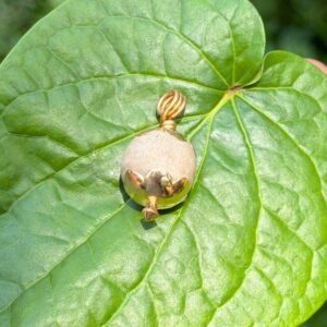 Tulasi Panchaloha(impon) Dollar-16mm