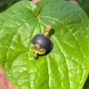 Karungali Panchaloha(impon) Dollar-16mm