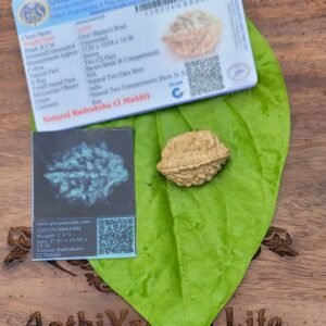 2 Face Indian Rudraksha (dve Mukhi)