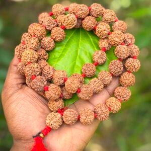 6 Face Rudraksha Mala (Shat Mukhi) 20mm 56 Beads